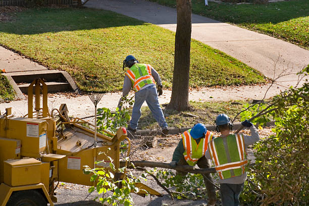 Best Residential Tree Removal  in Richmond Heights, FL